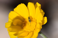 Bombyliidae