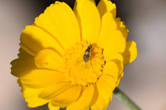 Bombyliidae