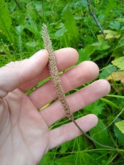 Plantago urvillei