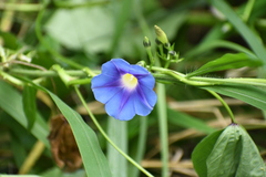 Ipomoea parasitica