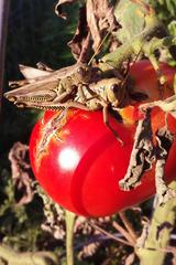 Melanoplus differentialis