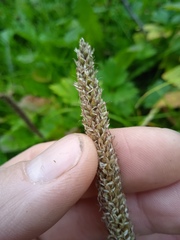 Plantago urvillei
