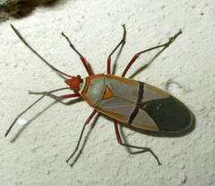 Dysdercus intermedius