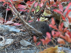 Microtus pennsylvanicus