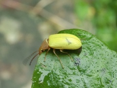 Cistelomorpha nigripilis