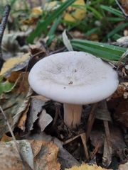 Infundibulicybe geotropa