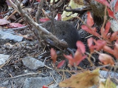 Microtus pennsylvanicus