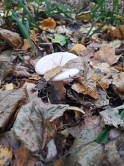 Infundibulicybe geotropa
