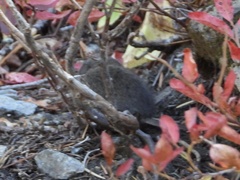 Microtus pennsylvanicus