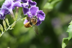 Megachile takaoensis