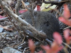 Microtus pennsylvanicus