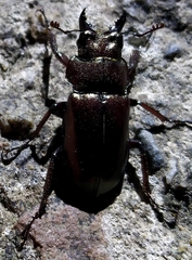 Prismognathus