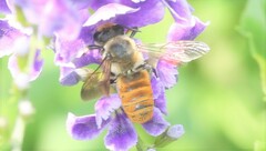 Megachile takaoensis