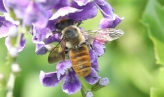 Megachile takaoensis