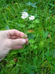 Achillea millefolium