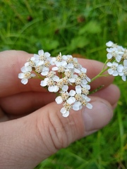 Achillea millefolium