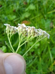 Achillea millefolium