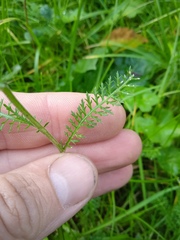 Achillea millefolium