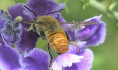 Megachile takaoensis