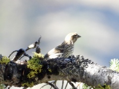 Haemorhous purpureus