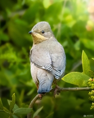 Hypocolius ampelinus