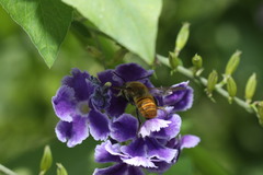 Megachile takaoensis