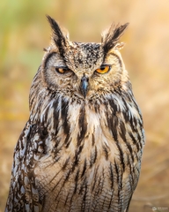 Bubo bengalensis