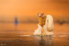 Pelecanus onocrotalus