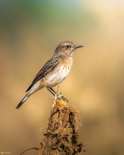 Variable Wheatear (Oenanthe picata), photo 8