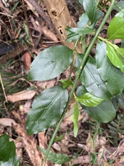 Gynochthodes jasminoides