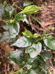 Gynochthodes jasminoides
