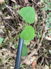 Homalanthus populifolius