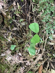 Homalanthus populifolius