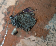 Leptotes pirithous