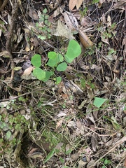 Homalanthus populifolius