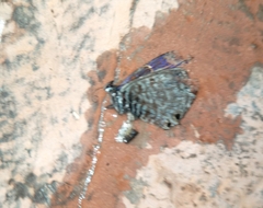 Leptotes pirithous