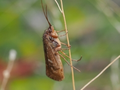 Limnephilus submonilifer