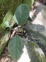 Clerodendrum tomentosum