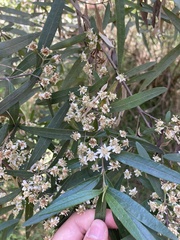 Olearia lirata