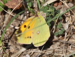 Colias croceus