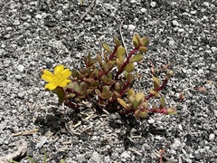 Portulaca lutea