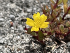 Portulaca lutea