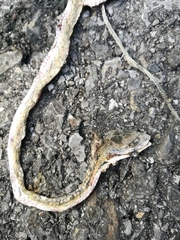 Ahaetulla prasina