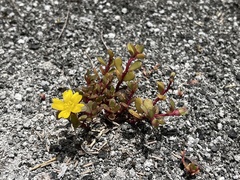 Portulaca lutea