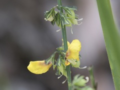 Sphaerolobium alatum