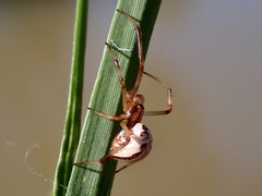 Latrodectus hasselti