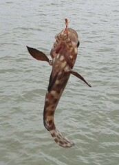 Epinephelus quoyanus