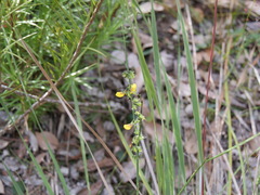 Sphaerolobium alatum