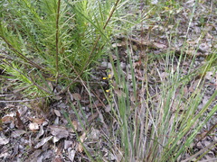 Sphaerolobium alatum