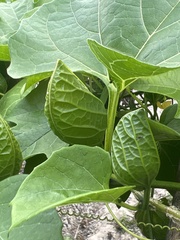 Momordica cochinchinensis